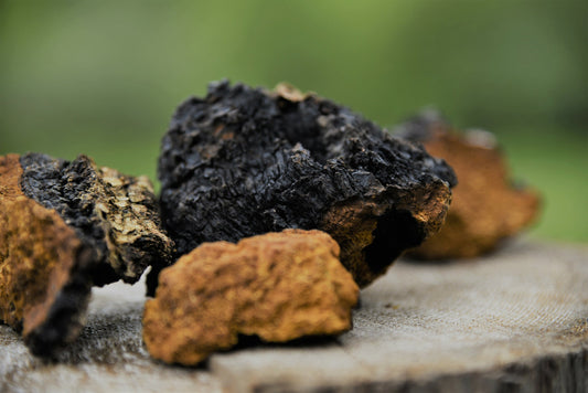 Chaga Mushroom Extract 30%, USDA Organic
