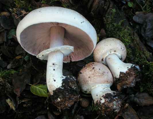 Agaricus Mushroom Extract 30%, USDA Organic