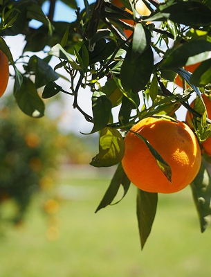 Sodium Ascorbate, Vitamin C