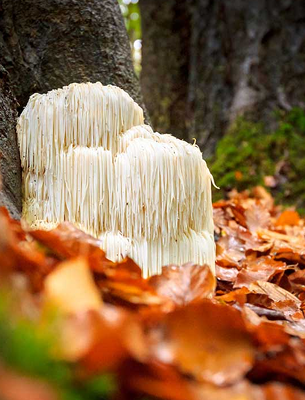 Lions Mane Mushroom 40% Extract, USDA Organic
