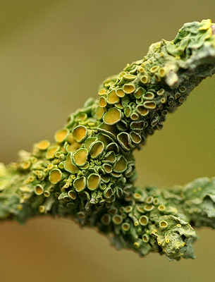 Vitamin D3, Lichen